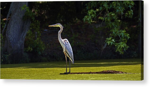 Nature Acrylic Print featuring the photograph Great Blue Heron Standing Tall by Michael Whitaker