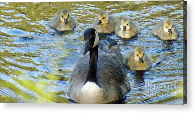 Mother Goose Acrylic Print featuring the photograph Mother Goose and Brood by Brenda Brown