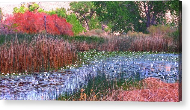 Pond Acrylic Print featuring the photograph Pond by Marilyn Diaz