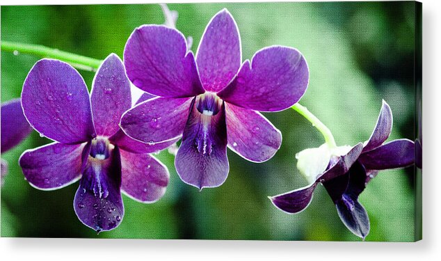 Purple Orchids Acrylic Print featuring the photograph Purple Orchids by Crystal Wightman