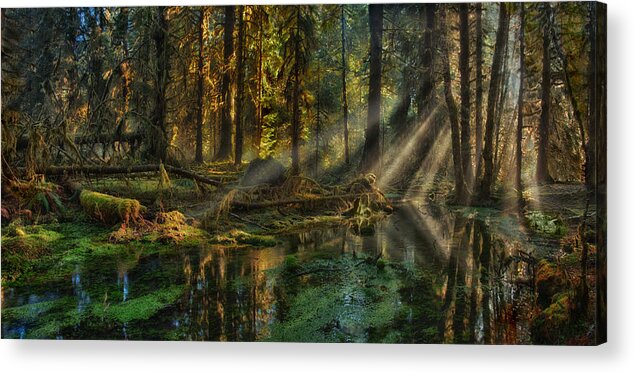 Rain Forest Acrylic Print featuring the photograph Rain Forest Sunbeams by Mary Jo Allen