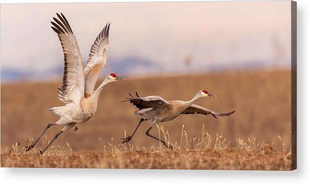 Sandhill Cranes Acrylic Print featuring the photograph Return to Yampa Valley by Kevin Dietrich