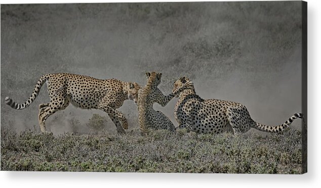 Serengeti Acrylic Print featuring the photograph The Mating Game by Gary Hall