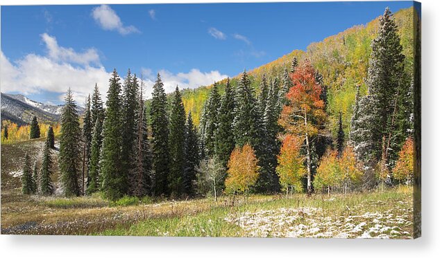 Woods Acrylic Print featuring the photograph Woodland Scenery by Tim Reaves