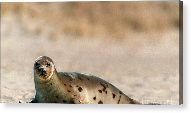 Seals Acrylic Print featuring the photograph Juvenile Harp Seal Basking In The Sun by Matt Suess