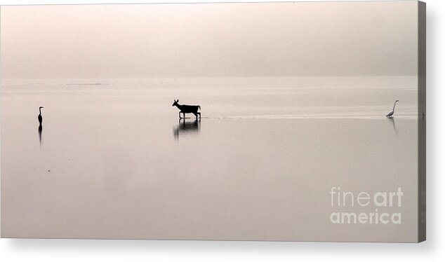 Deer Acrylic Print featuring the photograph Passing By on a Foggy Morning by Jack Schultz