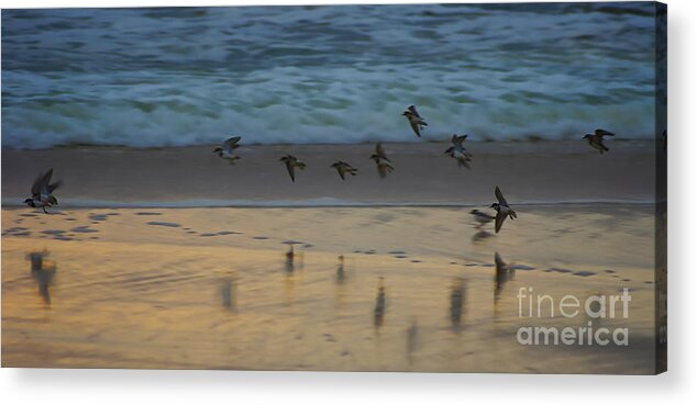 Phillip Island Acrylic Print featuring the photograph Plovers at play on a stormy morning by Blair Stuart