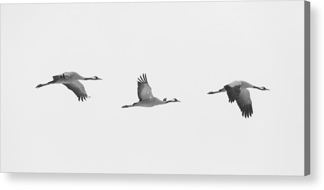 Common Crane Acrylic Print featuring the photograph Three flying cranes by Ulrich Kunst And Bettina Scheidulin