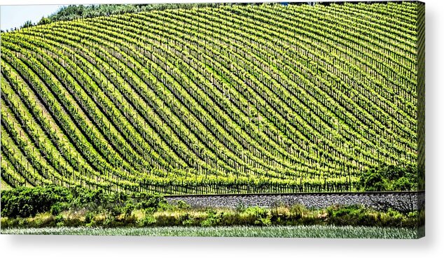 Vine Acrylic Print featuring the photograph Sonoma And Napa Valley Vinyards In California #2 by Alex Grichenko