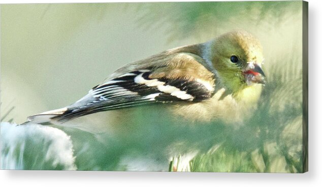 American Acrylic Print featuring the photograph American Goldfinch Winter by Michael Peychich