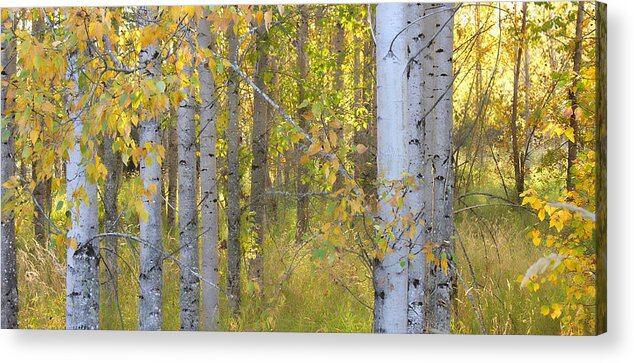 Birch Trees Acrylic Print featuring the photograph Birch Forest by Bonnie Bruno