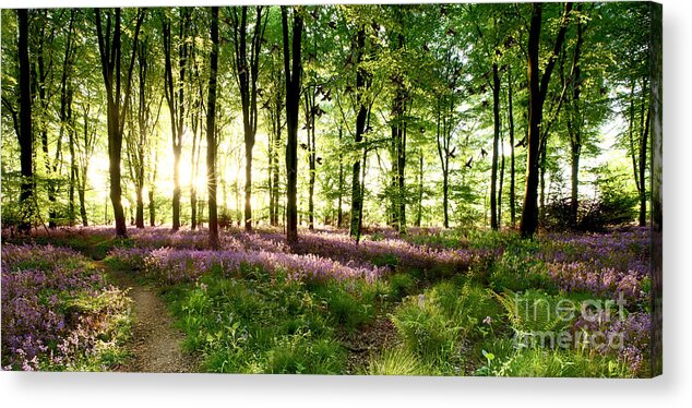 Bluebells Acrylic Print featuring the photograph Birds flying though bluebell wood by Simon Bratt