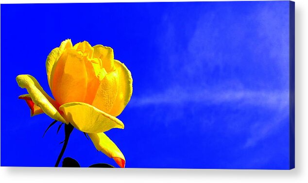 Rose Acrylic Print featuring the photograph Blue Sky Rose by Guy Pettingell