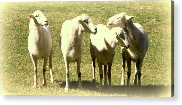 Animals Acrylic Print featuring the photograph Cheviot Sheep by Kathy Barney