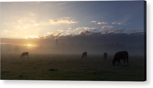 Sudbury Acrylic Print featuring the photograph Cows in the mist by Ian Merton
