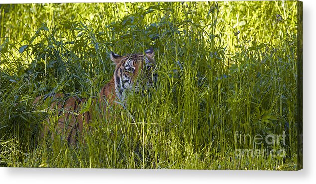 Crouching Tiger Acrylic Print featuring the photograph Crouching Tiger by Keith Kapple