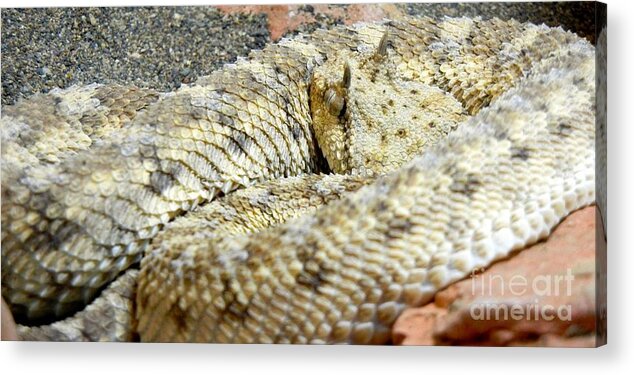 Reptile Acrylic Print featuring the photograph Desert Horned Viper by KD Johnson