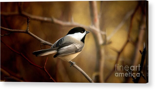 Black Capped Chickadee Acrylic Print featuring the painting Following the Light by Beve Brown-Clark Photography