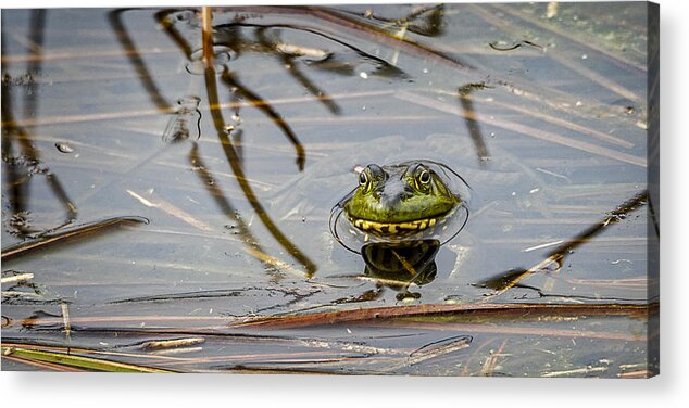 Bullfrog Acrylic Print featuring the photograph Happy As aFrog by David Kay