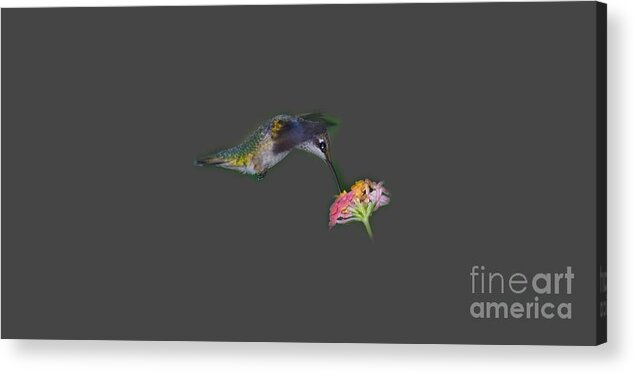 Bird Acrylic Print featuring the photograph Hummingbird Tee-shirt by Donna Brown