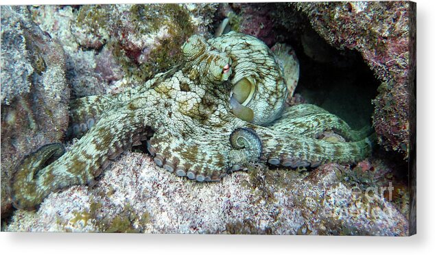 Underwater Acrylic Print featuring the photograph Octopus by Daryl Duda