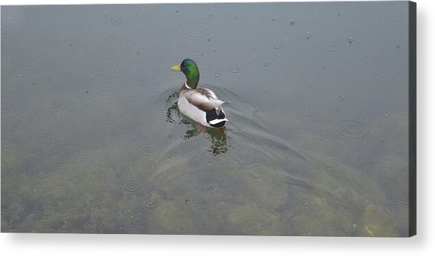 Abstract Acrylic Print featuring the digital art Rain Drops And A Duck 2 by Lyle Crump
