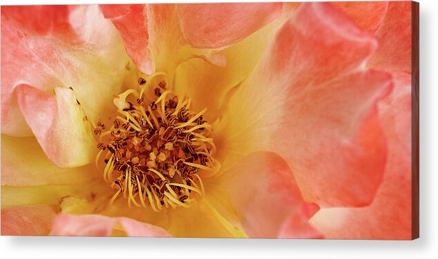 Rose Acrylic Print featuring the photograph Soft Pink Rose by Kenneth Roberts