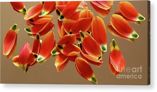 Color Pattern Energy Tulip Acrylic Print featuring the photograph Tulip Series 1-1 by J Doyne Miller