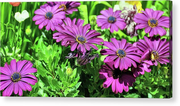 African Acrylic Print featuring the photograph Blooms In Bloom 632 by JAMART Photography