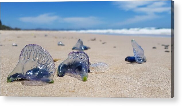 Jellyfish Acrylic Print featuring the photograph Blue Bottles by Chris Cousins