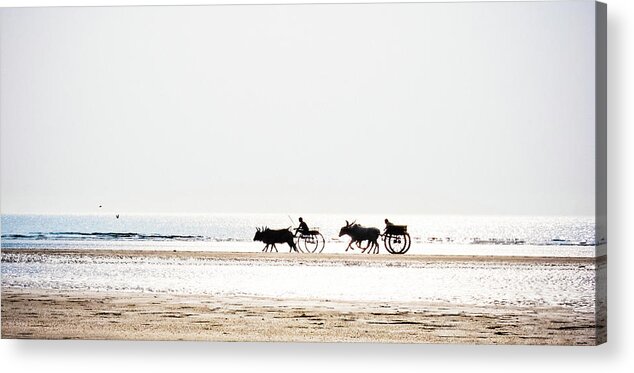 Working Animal Acrylic Print featuring the photograph Buffalo Race On The Ocean Shore by Khabarov