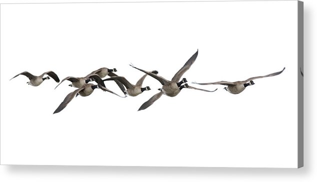 White Background Acrylic Print featuring the photograph Canada Geese Branta Canadensis by Andrew howe