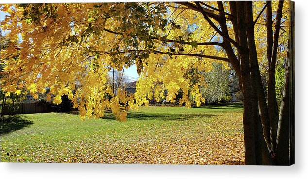 Fall Colors Acrylic Print featuring the photograph Golden morning light by Jeff Folger