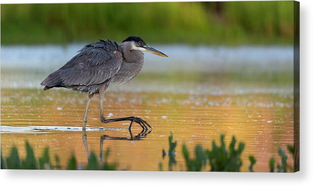 Great Blue Heron Acrylic Print featuring the photograph Hungry Heron. by Paul Martin