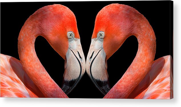 Panoramic Acrylic Print featuring the photograph Kissing Flamingos by Dean Fikar