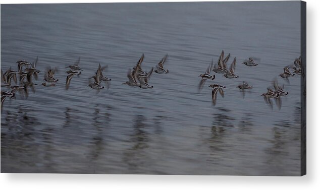 Birds Acrylic Print featuring the photograph Little birds flying, Cancun, Mexico by Julieta Belmont