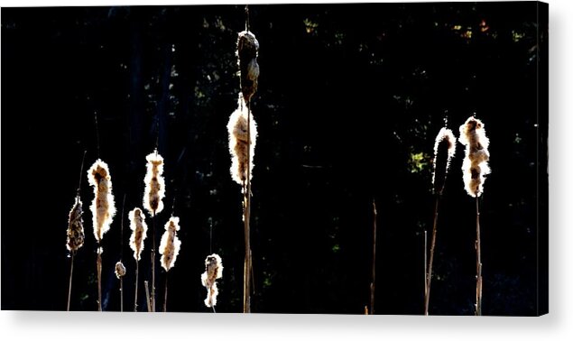 Camp Acrylic Print featuring the photograph Shedding Cattails by Jerry Sodorff