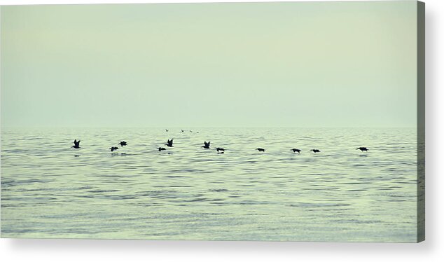 Aggressively Acrylic Print featuring the photograph Skimming Pelicans by JAMART Photography