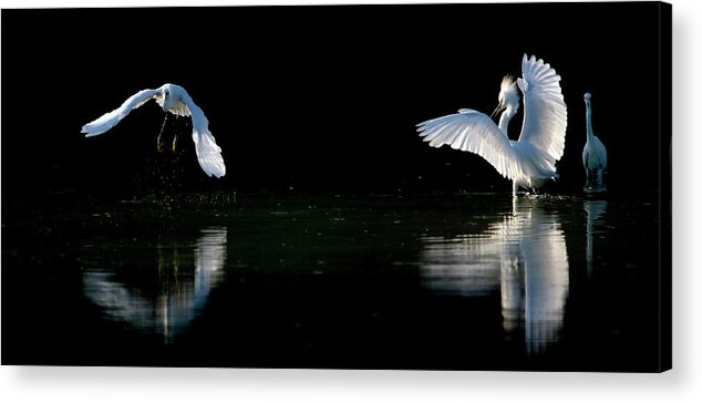 Snowy Egret Acrylic Print featuring the photograph Snowy Egret Chase 3390-090519 by Tam Ryan