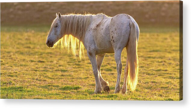 Wild Horses Acrylic Print featuring the photograph Sunset with the old guy by Mary Hone