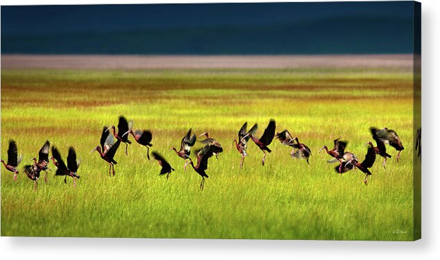 Bird Acrylic Print featuring the photograph Take Off by Leland D Howard