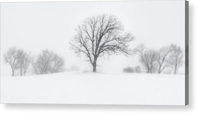 Snow White Blizzard Blowing White Tree Lone Symmetry Panorama Balance B&w Black And White Grey Cold Winter Wi Wisconsin Stoughton Madison Acrylic Print featuring the photograph Whiteout - Tree in a prairie blizzard by Peter Herman