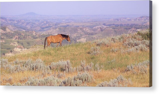Wild Horse Acrylic Print featuring the photograph Wild Horses 14 by Gordon Semmens