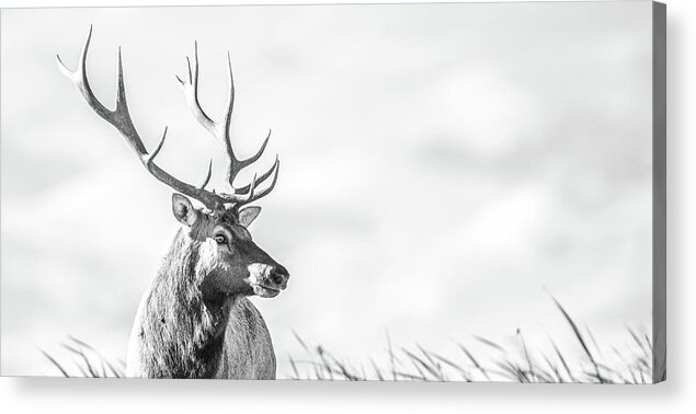 Animal Acrylic Print featuring the photograph California Tule Elk Bull by Mike Fusaro