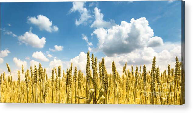 Wheat Acrylic Print featuring the photograph Closeup of golden wheat ears in field in summer season by Jelena Jovanovic