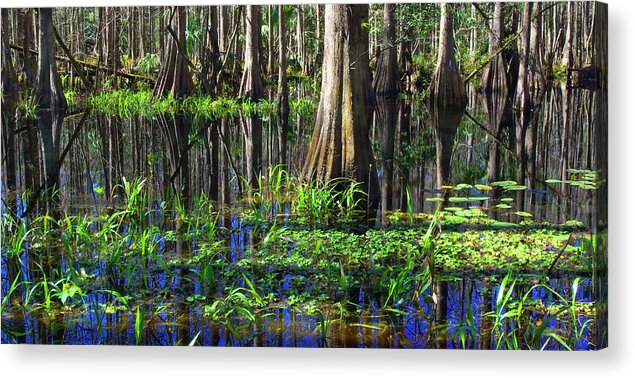 Swamp Acrylic Print featuring the photograph Cypress Reflections - Cypress trees rise in the swamp waters of southern Florida by Kenneth Lane Smith