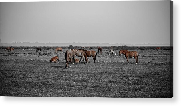 Horse Acrylic Print featuring the photograph Horse landscape by MPhotographer