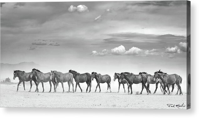 Stallion Acrylic Print featuring the photograph Horses in the High Desert. by Paul Martin