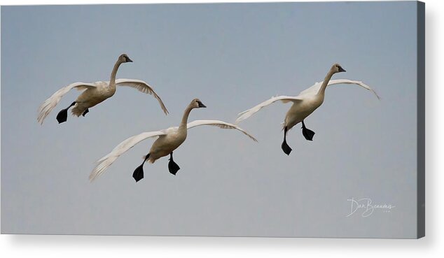 Tundra Swan Acrylic Print featuring the photograph Incoming #4990 by Dan Beauvais
