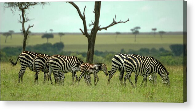 Black Acrylic Print featuring the photograph Lots of Supervision by Steve Templeton